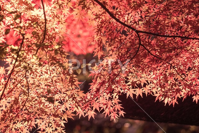 小石川後楽園の紅葉