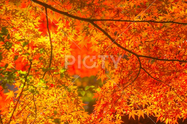 小石川後楽園の紅葉