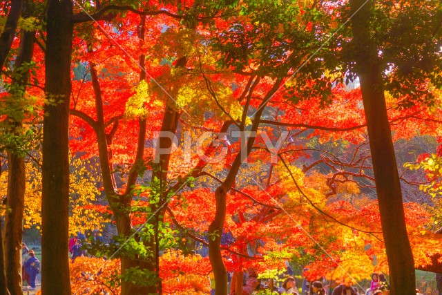 小石川後楽園の紅葉