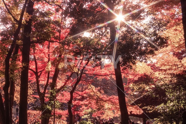 小石川後楽園の紅葉