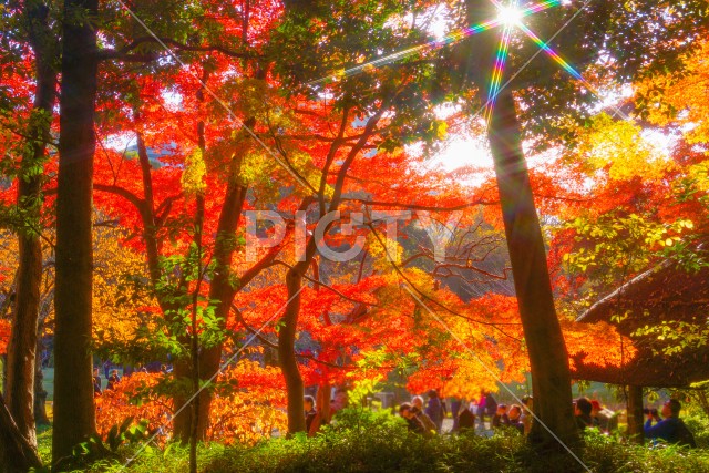 小石川後楽園の紅葉