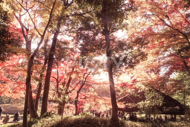 小石川後楽園の紅葉