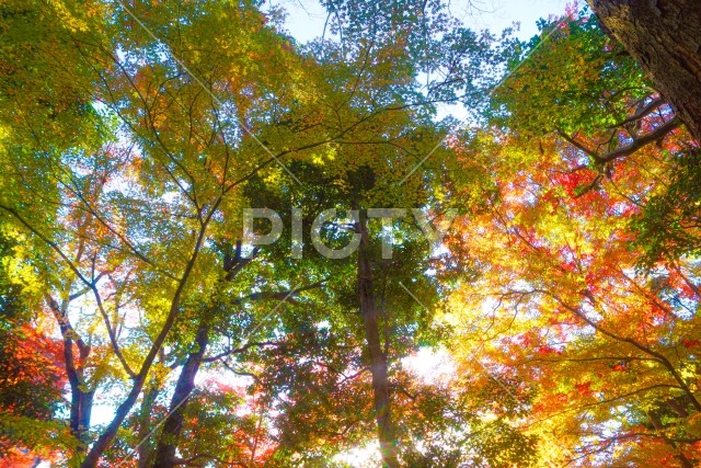 小石川後楽園の紅葉