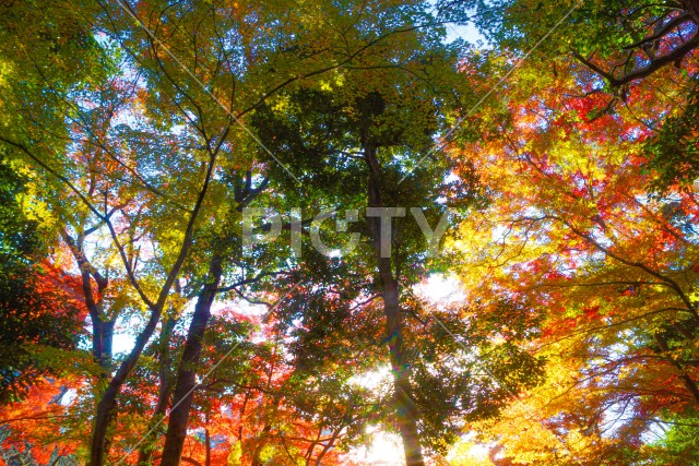 小石川後楽園の紅葉