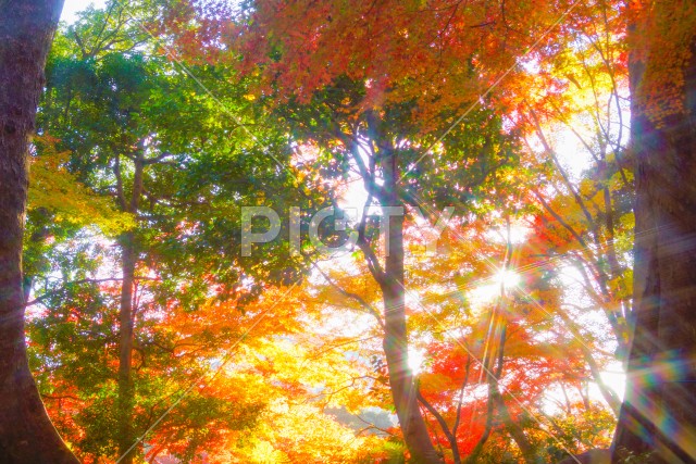 小石川後楽園の紅葉