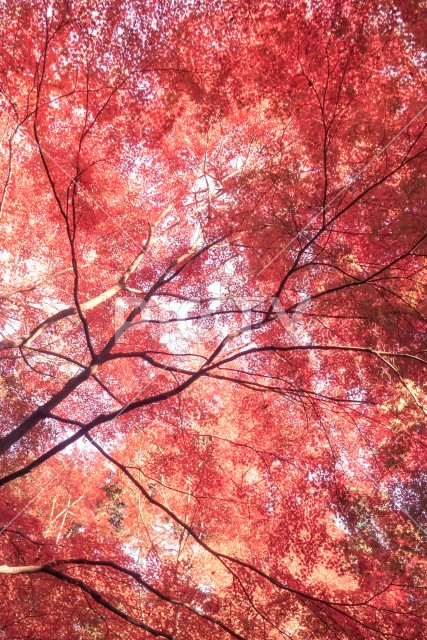 小石川後楽園の紅葉