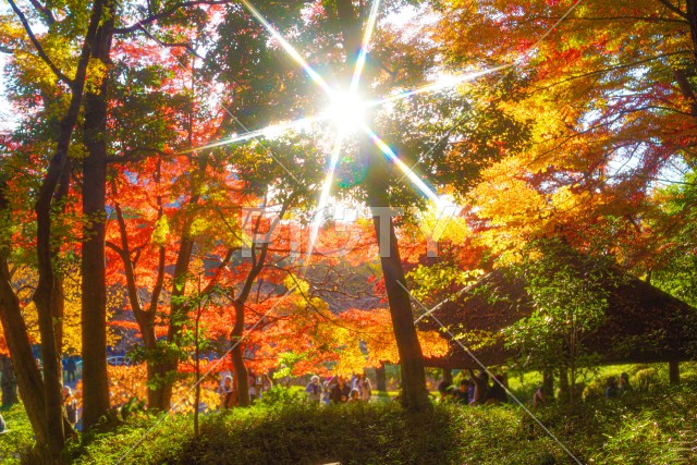 小石川後楽園の紅葉