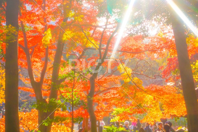 小石川後楽園の紅葉