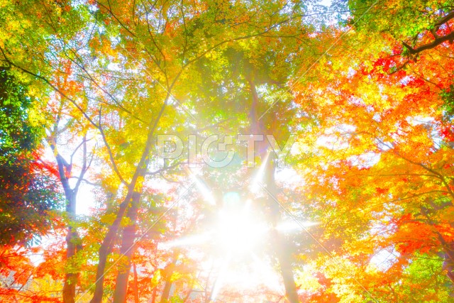 小石川後楽園の紅葉