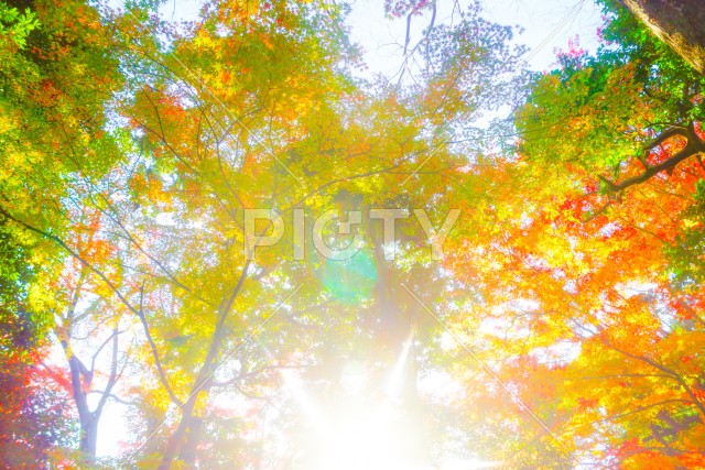 小石川後楽園の紅葉