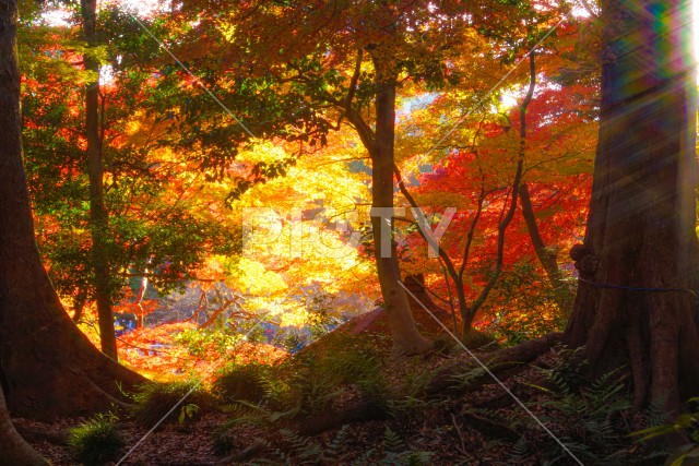 小石川後楽園の紅葉