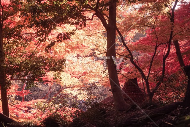 小石川後楽園の紅葉