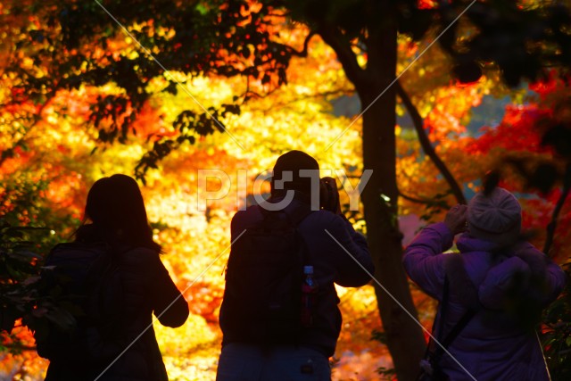 写真のタイトルが入ります