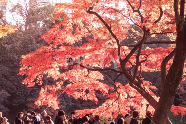 小石川後楽園の紅葉