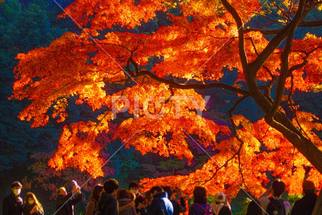 小石川後楽園の紅葉