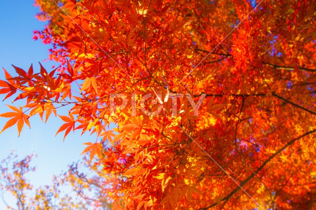 小石川後楽園の紅葉