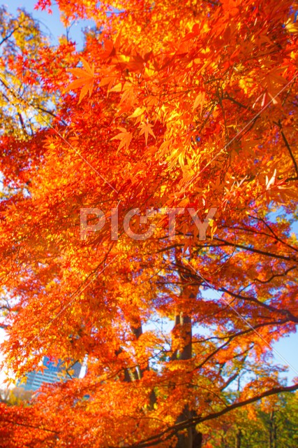 小石川後楽園の紅葉