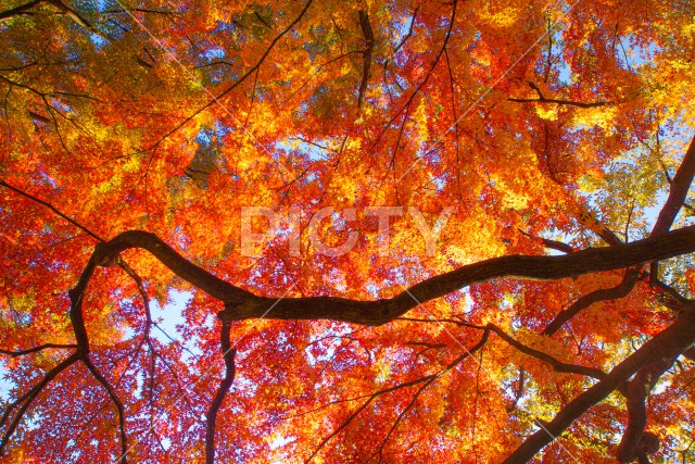 小石川後楽園の紅葉