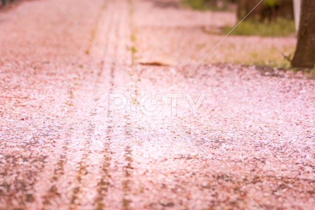 府中市スタジアム通りの桜