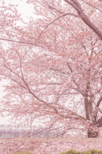 府中市スタジアム通りの桜