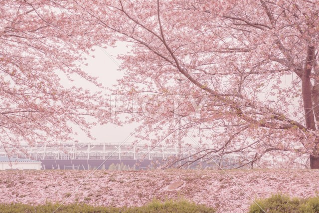 府中市スタジアム通りの桜