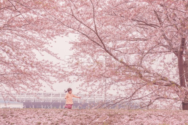 府中市スタジアム通りの桜