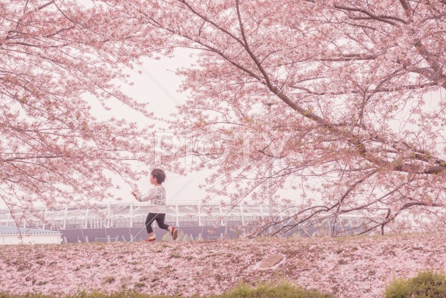 府中市スタジアム通りの桜