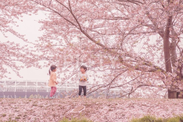 府中市スタジアム通りの桜