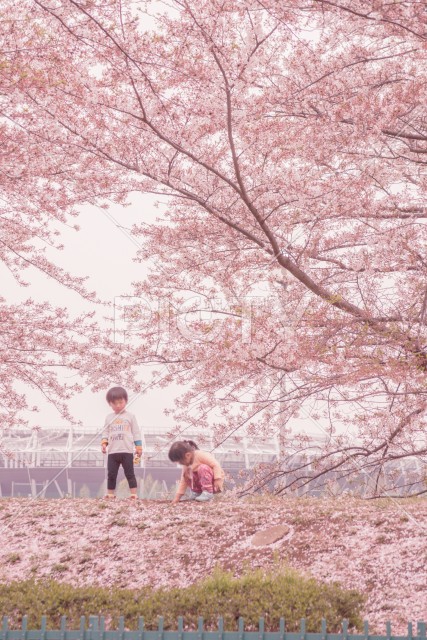 府中市スタジアム通りの桜