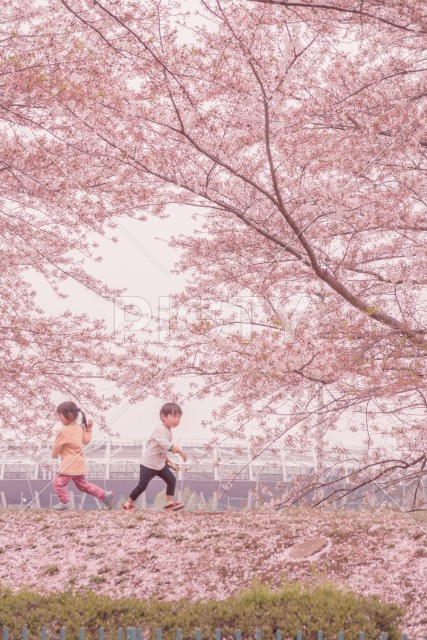 府中市スタジアム通りの桜