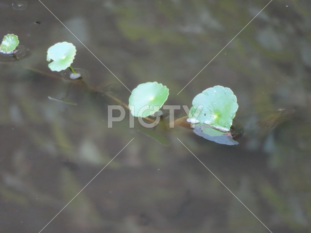 写真のタイトルが入ります