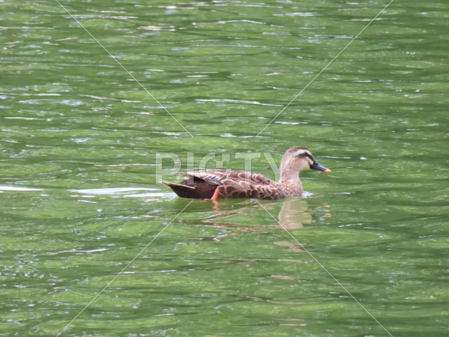 公園のマガモ