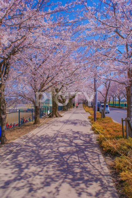 府中市スタジアム通りの桜