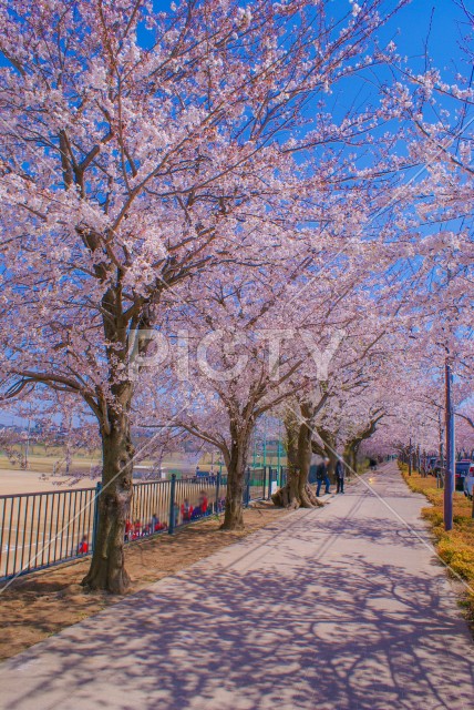 府中市スタジアム通りの桜