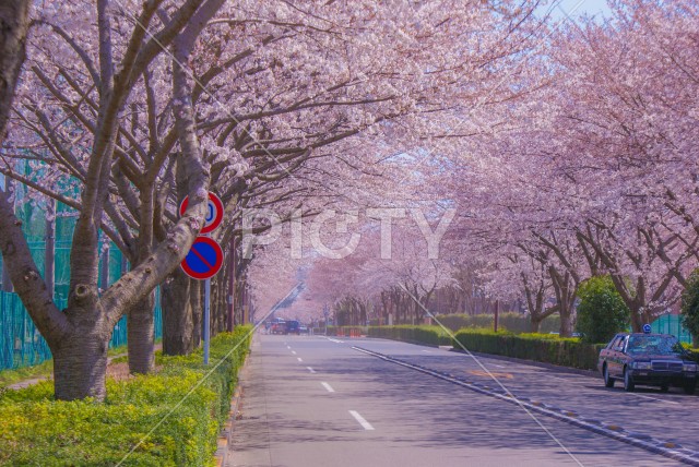 府中市スタジアム通りの桜