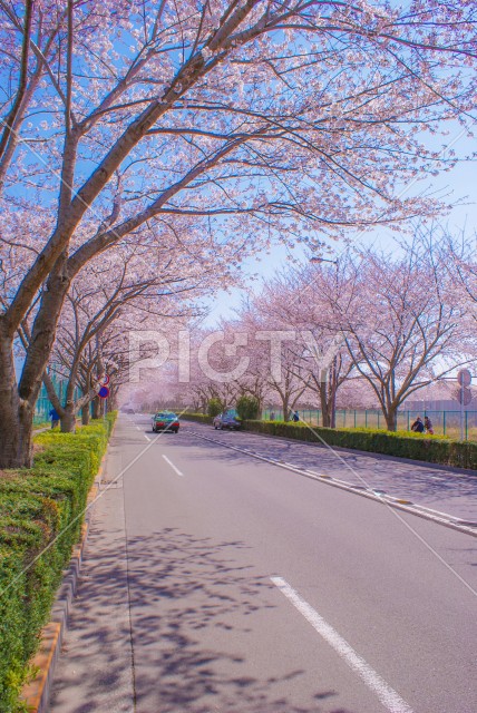 府中市スタジアム通りの桜