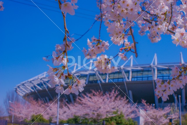 府中市スタジアム通りの桜