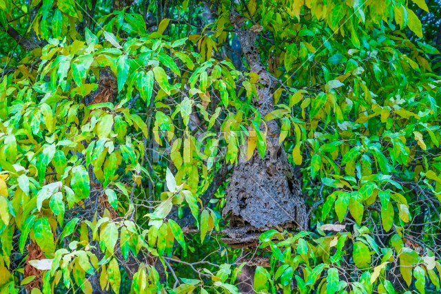 写真のタイトルが入ります