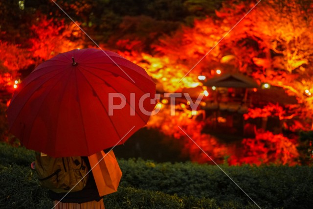 写真のタイトルが入ります