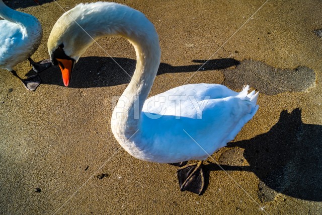 千波公園の白鳥