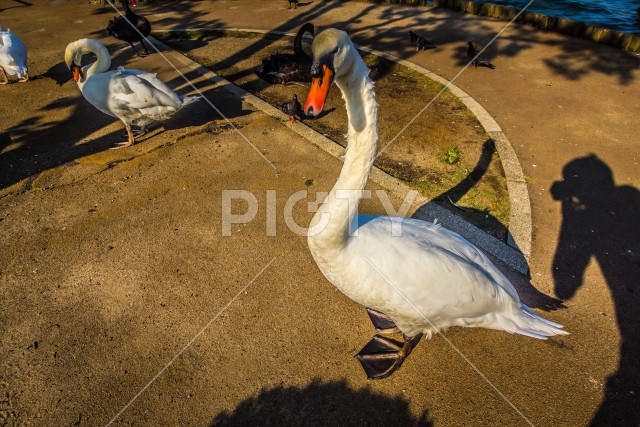 千波公園の白鳥