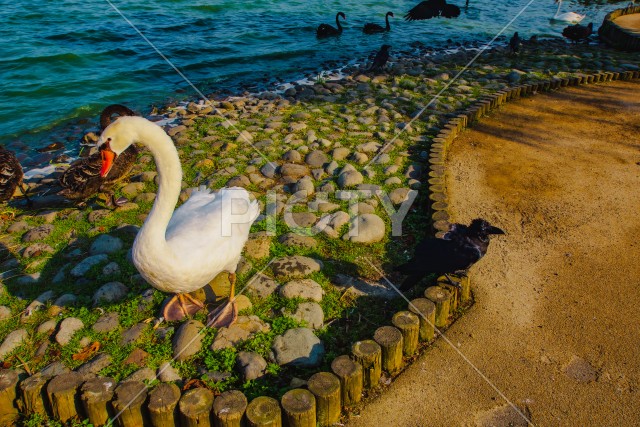 千波公園の白鳥