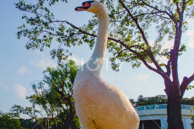 千波公園の白鳥