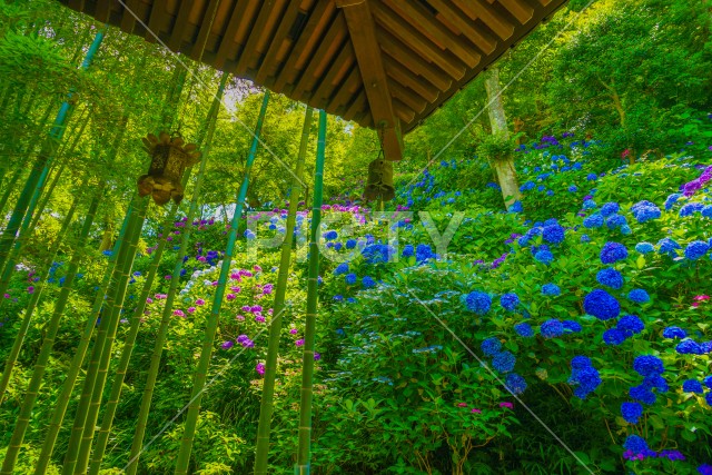 紫陽花と竹林