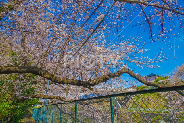 港北区の桜