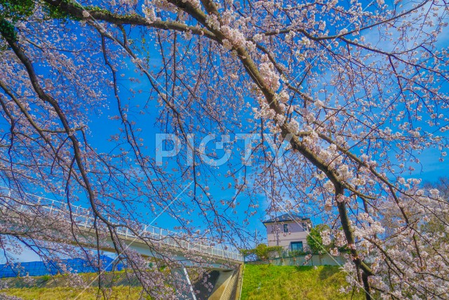 港北区の桜