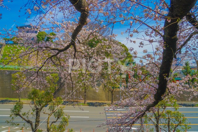 港北区の桜