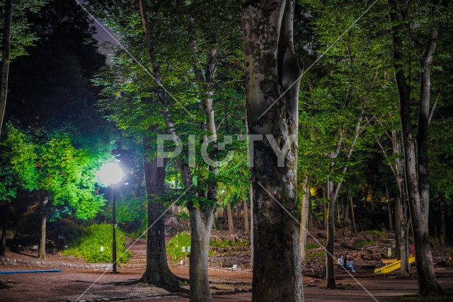 大木と夜の公園