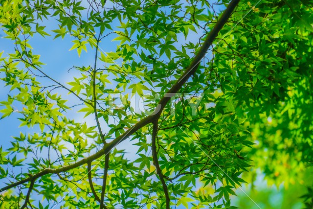 緑のもみじと青い空