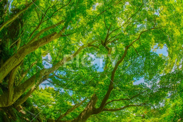 緑のもみじと青い空